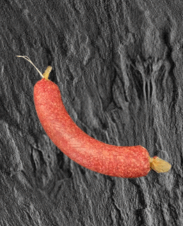 Salami vom Limousin-Rind am Stück